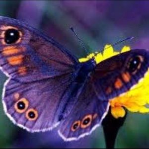 Meet your Posher, Somonia